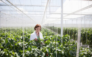 Woman Scientist looking at crops